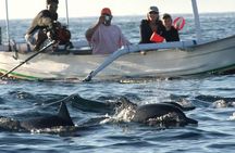 Watching Dolphin Tour at Lovina Beach 