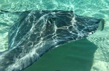 Private FullDay Stingray City, Snorkeling, Kaibo Bar & Grill and Starfish Beach