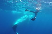 Humpback Whale Swim from Tongatapu island with transfers & lunch