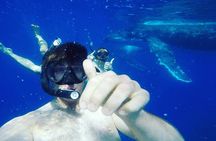 Humpback Whale Swim from Tongatapu island with transfers & lunch