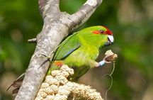 Small Group Daytime 2-Hour Eco Wildlife Tour at Zealandia