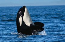 Whale-Watching Tour from Vancouver