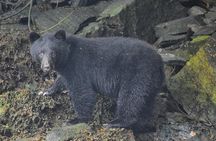 Small-Group Zodiac Wilderness Adventure from Ketchikan