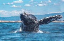 Whale Watching Tour From Monterey