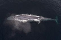 Whale Watching Tour From Monterey