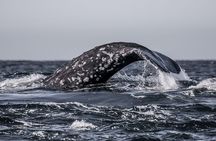 3-Hour Whale Watching Tour from Monterey