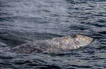 3-Hour Whale Watching Tour from Monterey