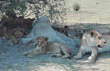 Moremi One Day Game Drive Safari