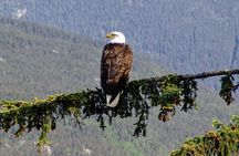 Skagway Shore Excursion: Scenic River Float Tour