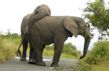 Hluhluwe Imfolozi Big 5 Reserve day Safari from Durban