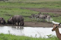 Mini Safari and Zulu Cultural experience - Day Tour