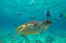 Half-Day Underwater World Tour