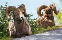 Jasper Evening Wildlife Tour