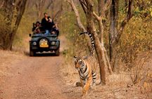 Private Delhi Agra Jaipur with Ranthambore National Park