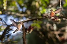 Private Tour to Mindo, with Chocolate and Coffee Tours