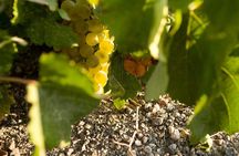 Santorini Private Wine and Food Tour