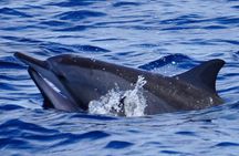 Shared Dolphin Encounter in Mauritius