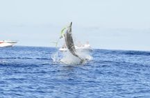 Shared Dolphin Encounter in Mauritius