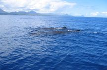 Whale watching