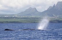 Whale and Dolphin Watching Private Boat Tour from Mauritius