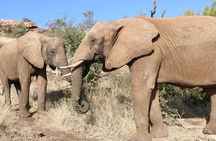 Elephant Experience & Lesedi Cultural Village 