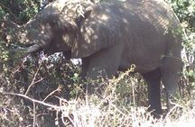 Kruger National Park Day Trip From Johannesburg