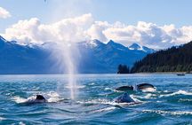 Juneau Whale Watching Adventure