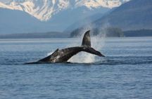 Juneau Whale Watching Adventure