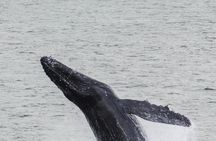 Iceland Super Saver: Northern Lights Cruise plus Whale-Watching Tour from Reykjavik