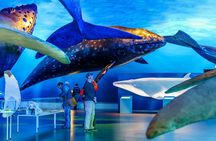 Whales of Iceland from Land and Sea