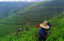 Experience Chengdu: Private Tea-Making Day Tour of Mengdingshan Tea Plantation