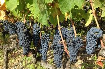 Cotes du Rhone Wine Tour (9:00 am to 5:15 pm) - Small Group Tour from Lyon
