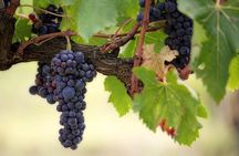 The Original Syrah Wine Tour (9:00 am - 1:30 pm) - Small Group Tours from Lyon