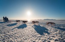 Small-Group Dog Sled-Ride with Transfer Service