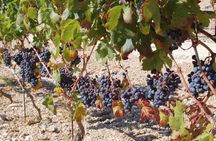 Peljesac Peninsula Day Trip from Dubrovnik: Wine Tasting and Ston Village Tour