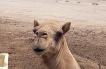 Sightseeing tour in Kingdom of Bahrain -Private tour only