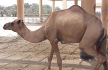 Bahrain sightseeing tour- Private tour- Travel in style