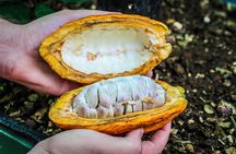 Coffee and Chocolate Regular Tour