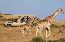 3 Day Garden Route's Best Highlights with Safari from Cape Town