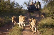 4 Day Greater Kruger Kapama Game Lodge Safari with Panorama Route Journey