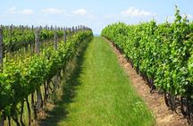 Montevideo Wine Tour with Tasting and Lunch