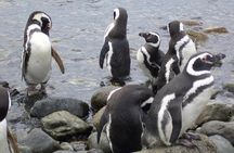 Shore Excursion: Magellan Penguins Natural Reserve in Magdalena Island from Punta Arenas