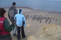 Shore Excursion: Magellan Penguins Natural Reserve in Magdalena Island from Punta Arenas