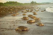 Private Limon Shore Excursion: Tortuguero Canals Tour