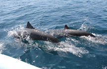 Huatulco Shore Excursion: Seven Bays Private Tour