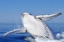 Whale Watching Busselton