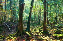Explore Mt. Fuji Ice Cave in Aokigahara Forest