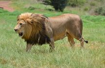 Rhino & Lion Park from Johannesburg 