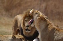 Rhino & Lion Park from Johannesburg 