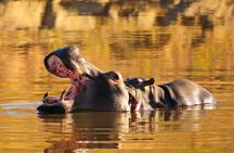 Sun City & Pilanesberg Game Reserve (Closed Vehicle)